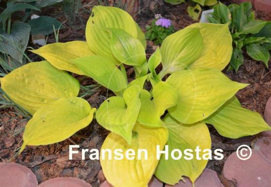 Hosta Stuck in Time