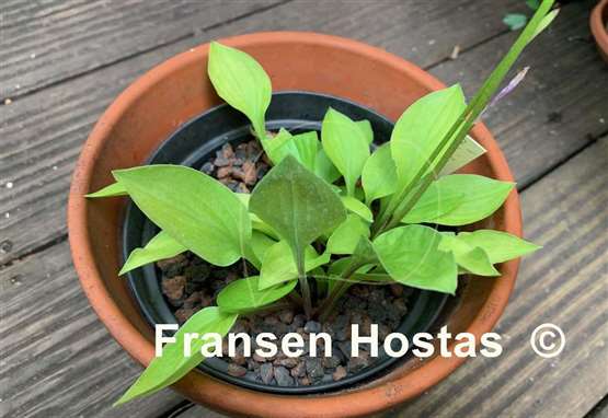 Hosta Subcrocea