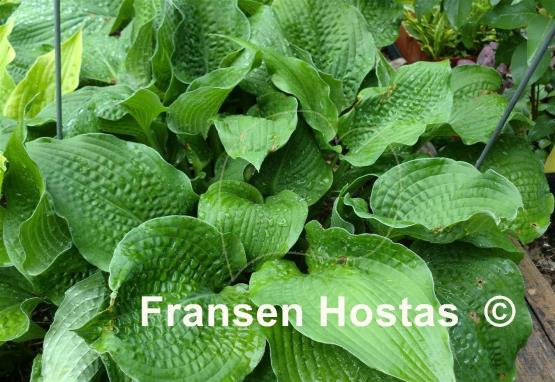 Hosta Substance Abuse
