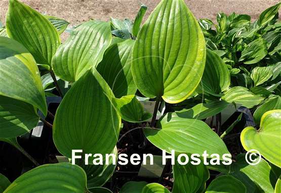 Hosta Sugar Cookie