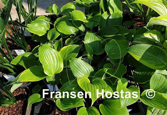 Hosta Sugar Cookie