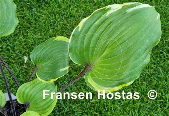 Hosta Sugar Cookie