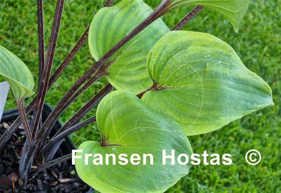 Hosta Sugar Cookie