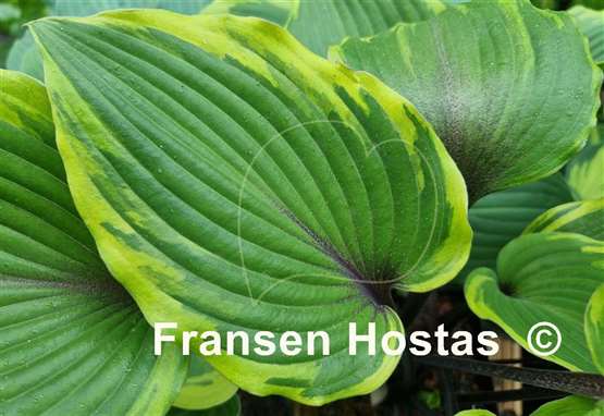 Hosta Sugar Cookie