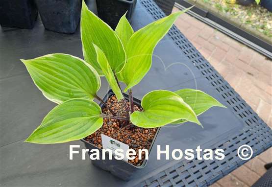 Hosta Sugar Cookie