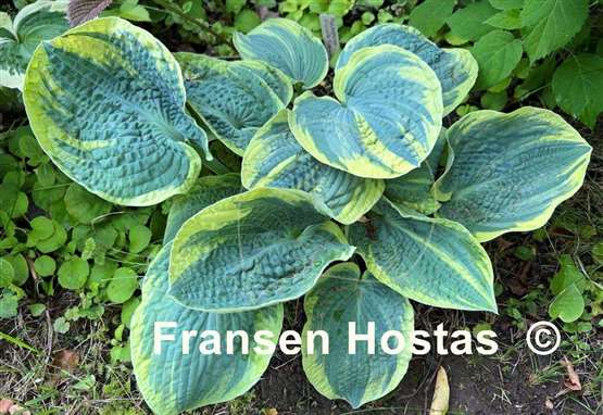 Hosta Sugar Daddy