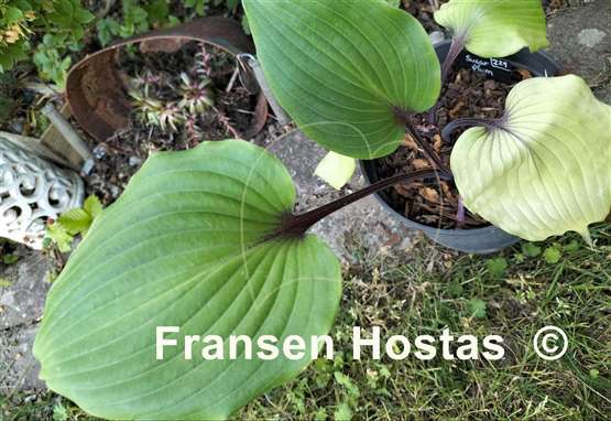 Hosta Sugar Plum  