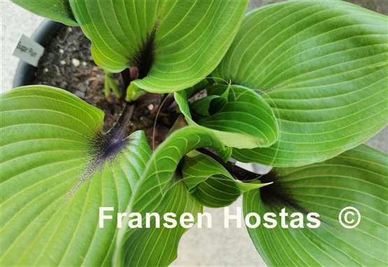 Hosta Sugar Plum  