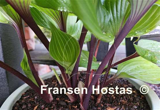 Hosta Sugar Plum  