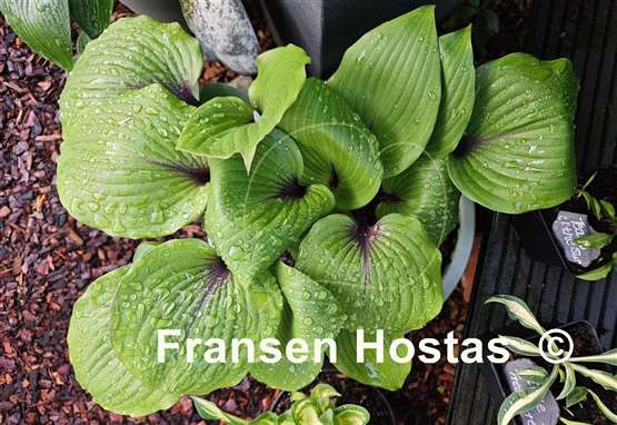 Hosta Sugar Plum  