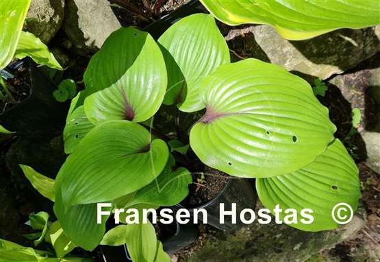 Hosta Sugar Plum  