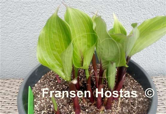 Hosta Sugar Plum  