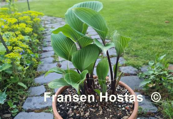Hosta Sugar Plum  