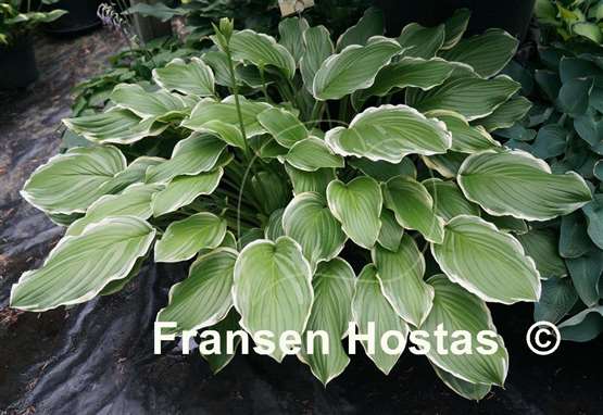 Hosta Sugar and Cream