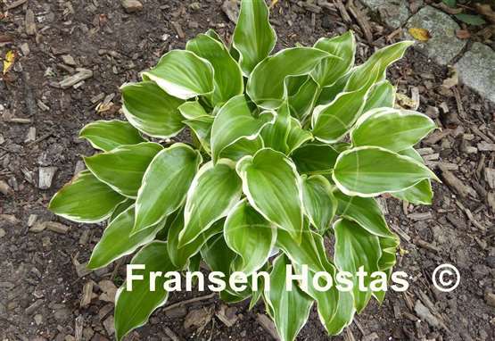 Hosta Sugar and Spice