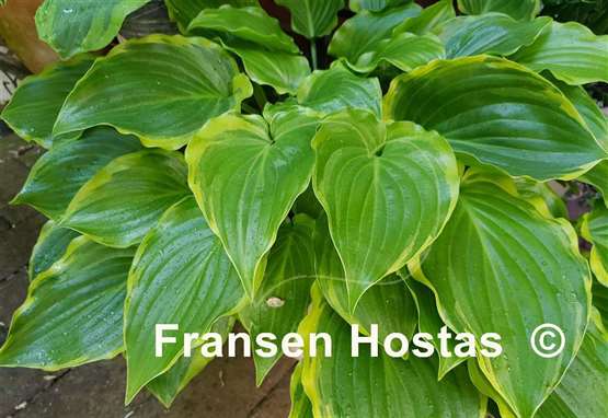 Hosta Sugar and Spice