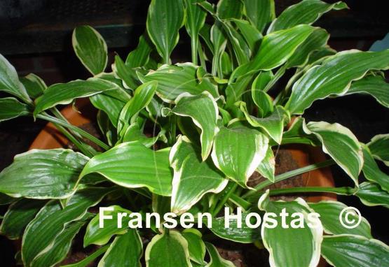 Hosta Sugar Babe