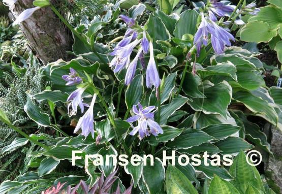 Hosta Sugar Babe