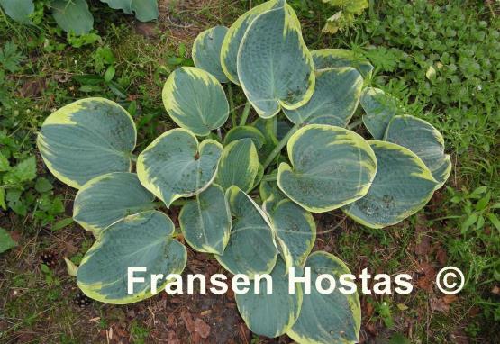 Hosta Sugar Daddy