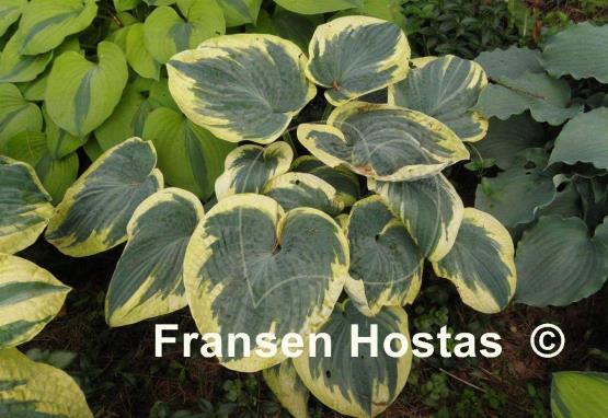 Hosta Sugar Daddy