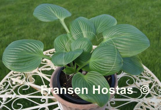 Hosta Sugar Snap