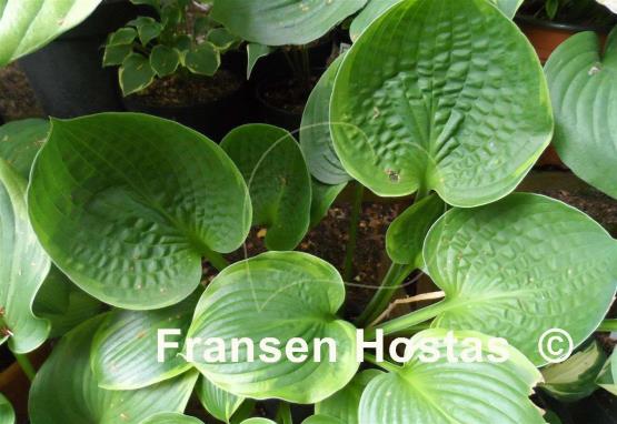 Hosta Sugar Snap