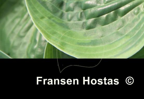 Hosta Sugar Snap