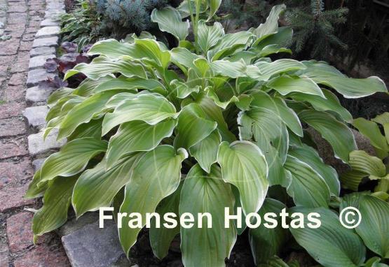 Hosta Sugar and Cream