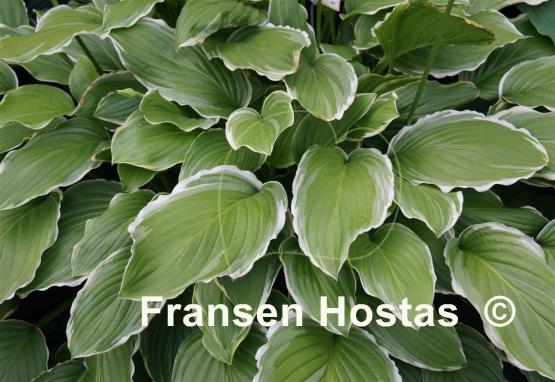 Hosta Sugar and Cream
