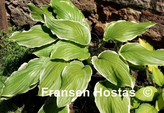 Hosta Sugar and Cream