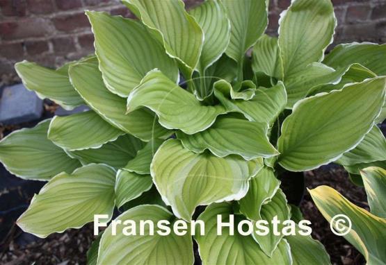Hosta Sugar and Cream