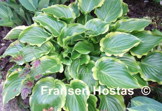Hosta Sugar and Spice