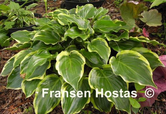 Hosta Sugar and Spice