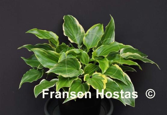 Hosta Sugar and Spice