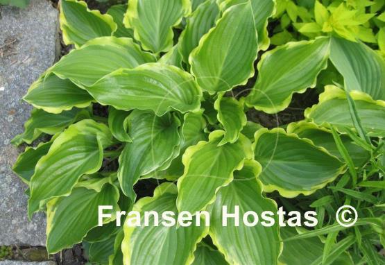 Hosta Sugar and Spice