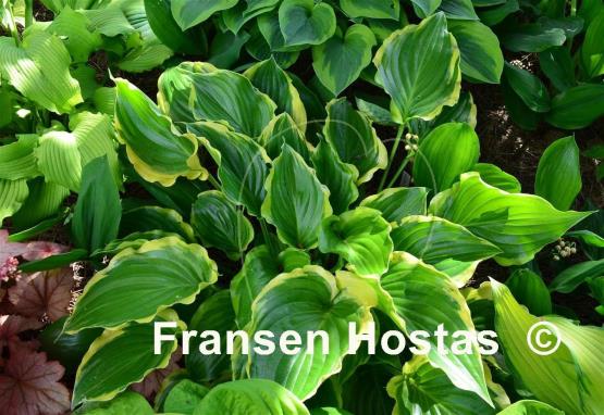 Hosta Sugar and Spice