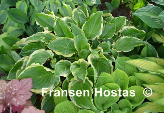 Hosta Sugar and Spice