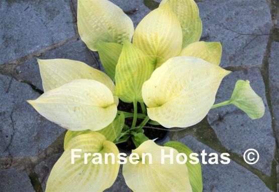 Hosta Sulphur Glory