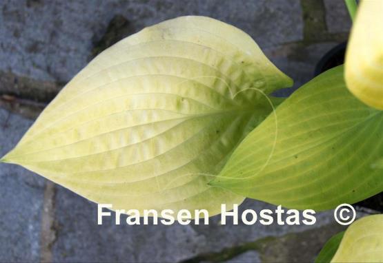 Hosta Sulphur Glory