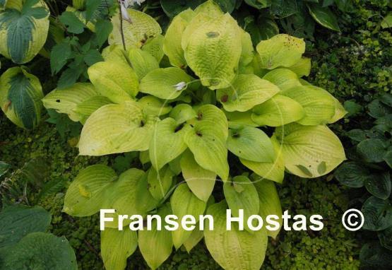 Hosta Sulphur Glory