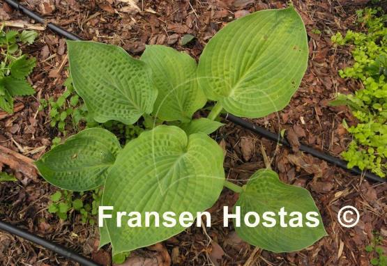 Hosta Sulphur Glory