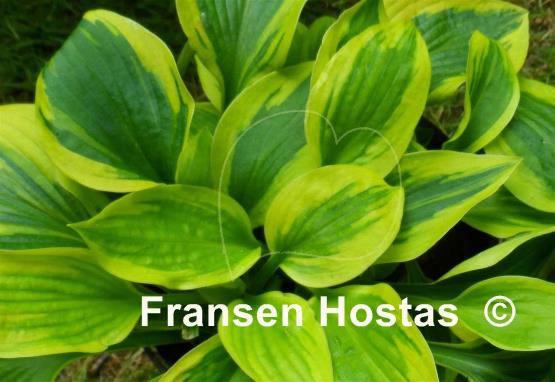 Hosta Sultana