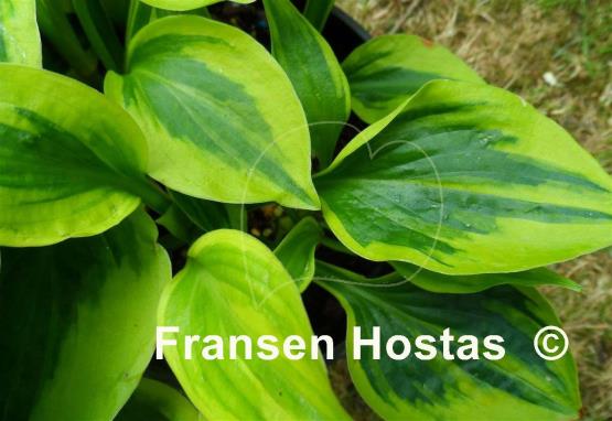 Hosta Sultana