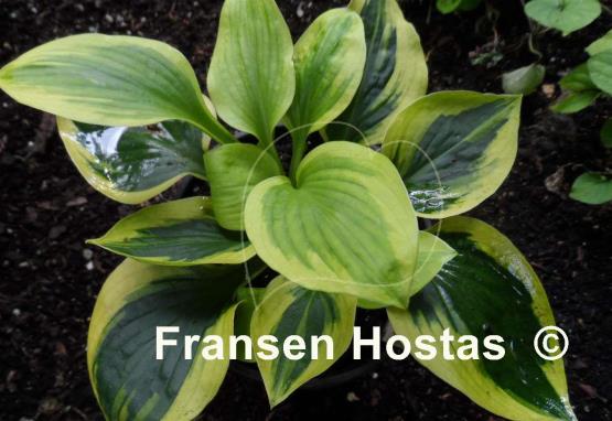 Hosta Sultana