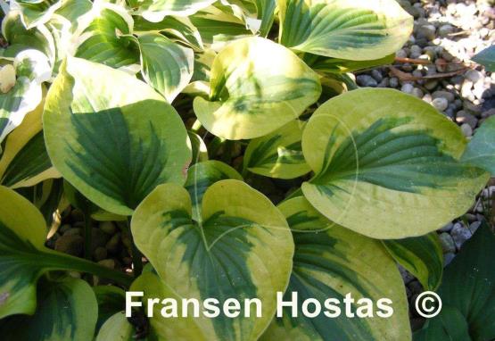 Hosta Sultana