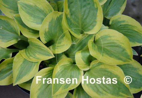 Hosta Sultana