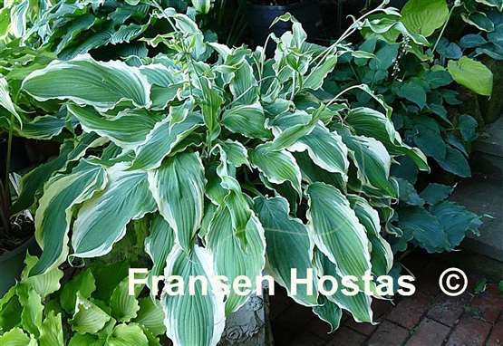 Hosta Sultans of Swing