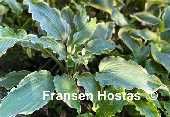 Hosta Sultans of Swing