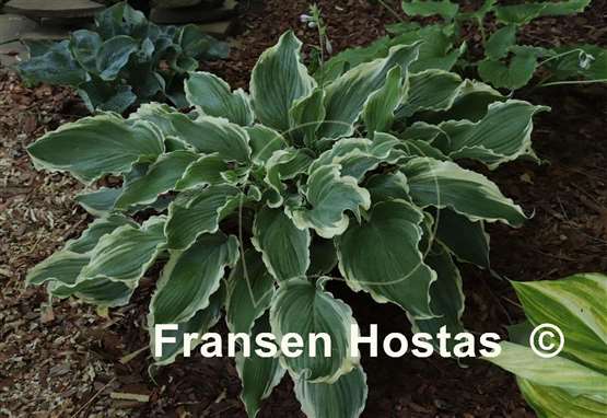 Hosta Sultans of Swing