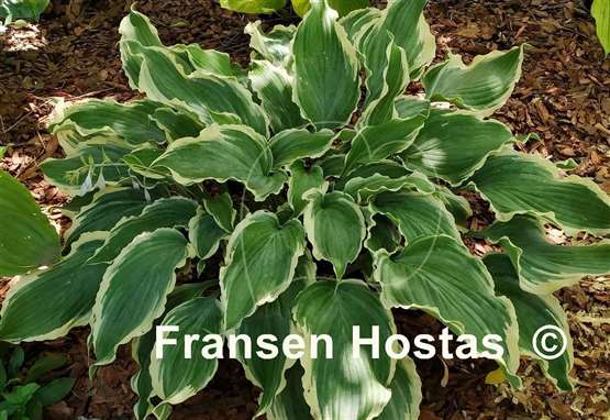 Hosta Sultans of Swing
